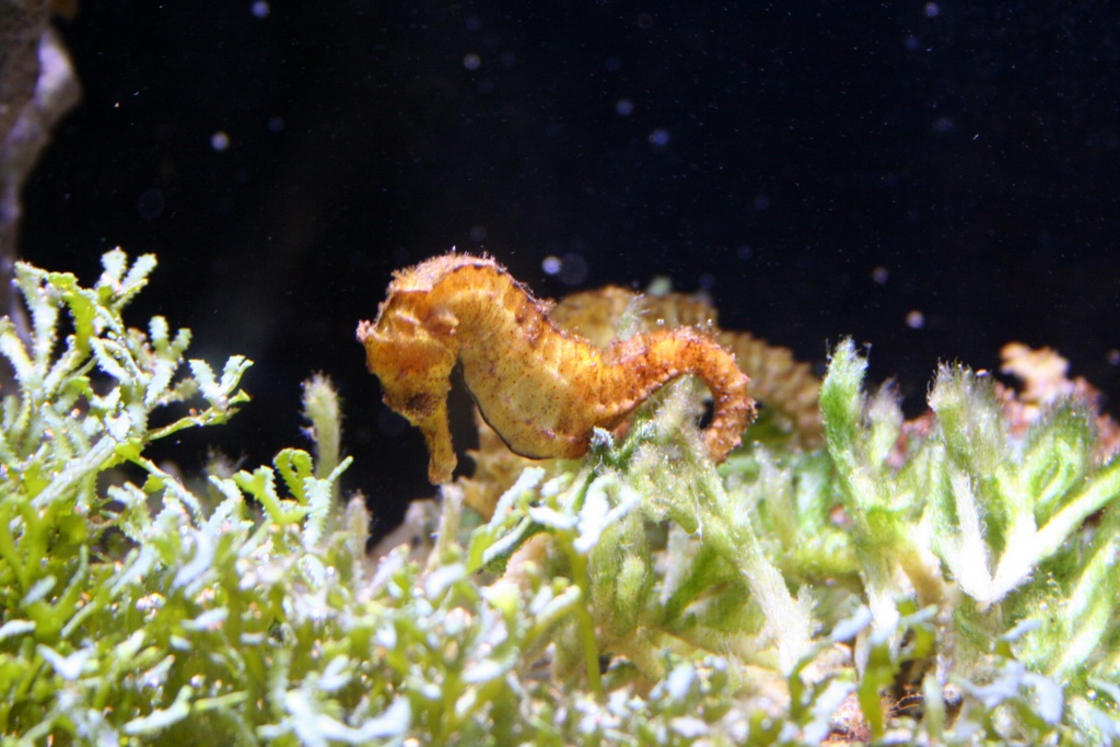 sea horse with large yellow and orange fins in its mouth