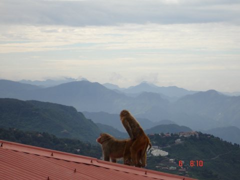 there are two animals on the roof of the building