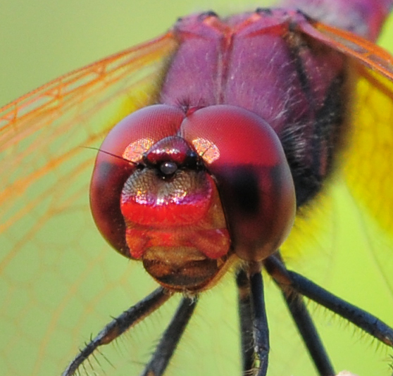 a closeup s of the front eye of a fly