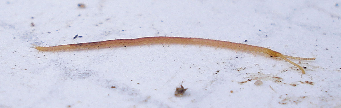 a red and black slug crawls along on the white surface