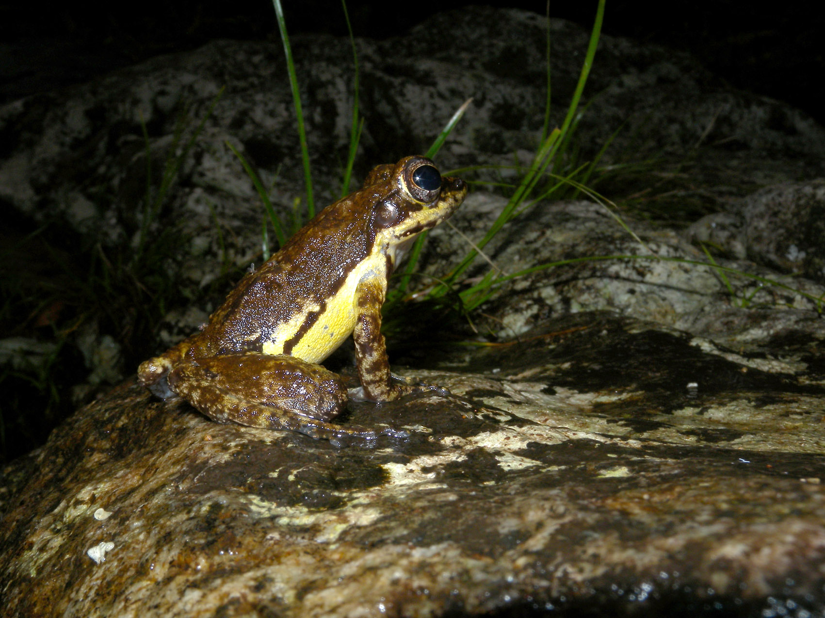 a frog sits on a rock, looking out to the distance