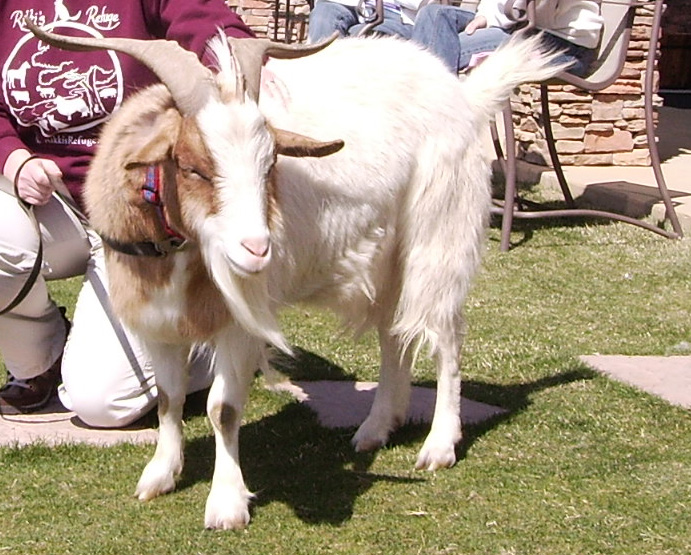 a goat that is on the grass next to a person