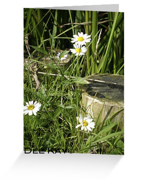 white daisy sitting in the grass next to a stone