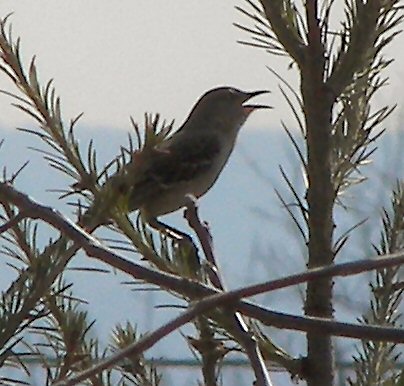 a bird sitting on the top of a pine tree