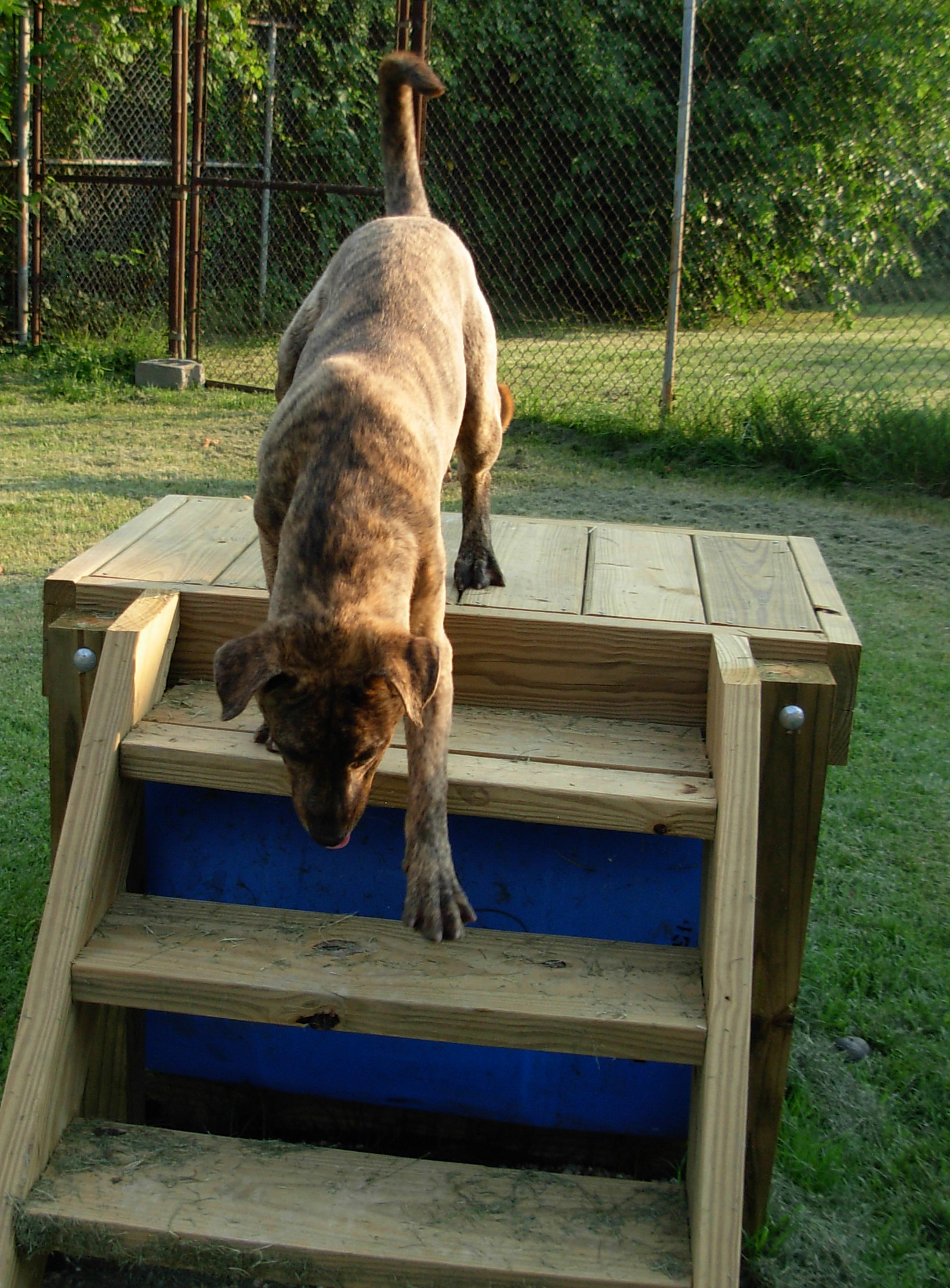 a dog standing on top of a wooden ramp in a grassy field