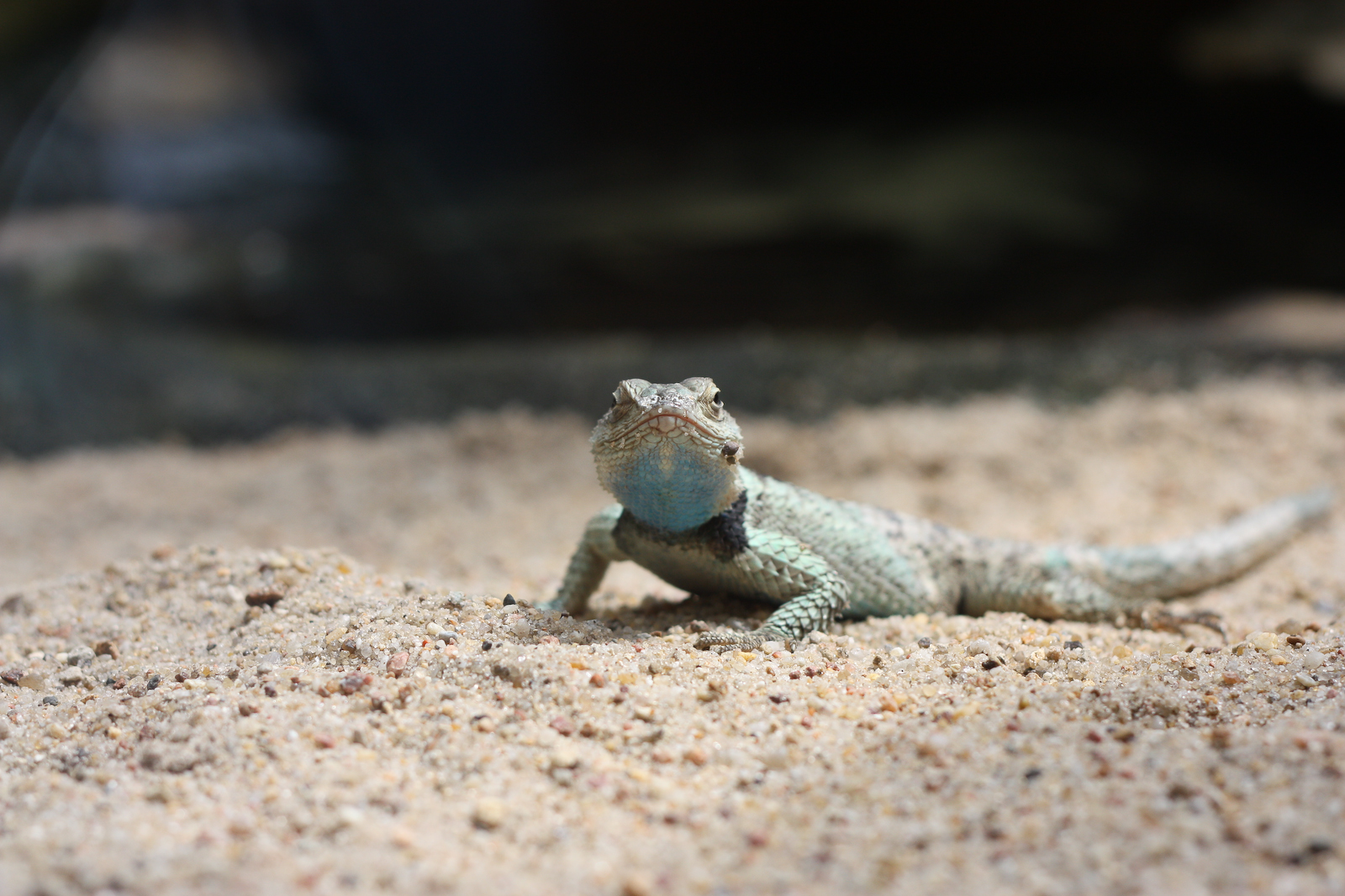 a small green lizard sitting on a sandy surface