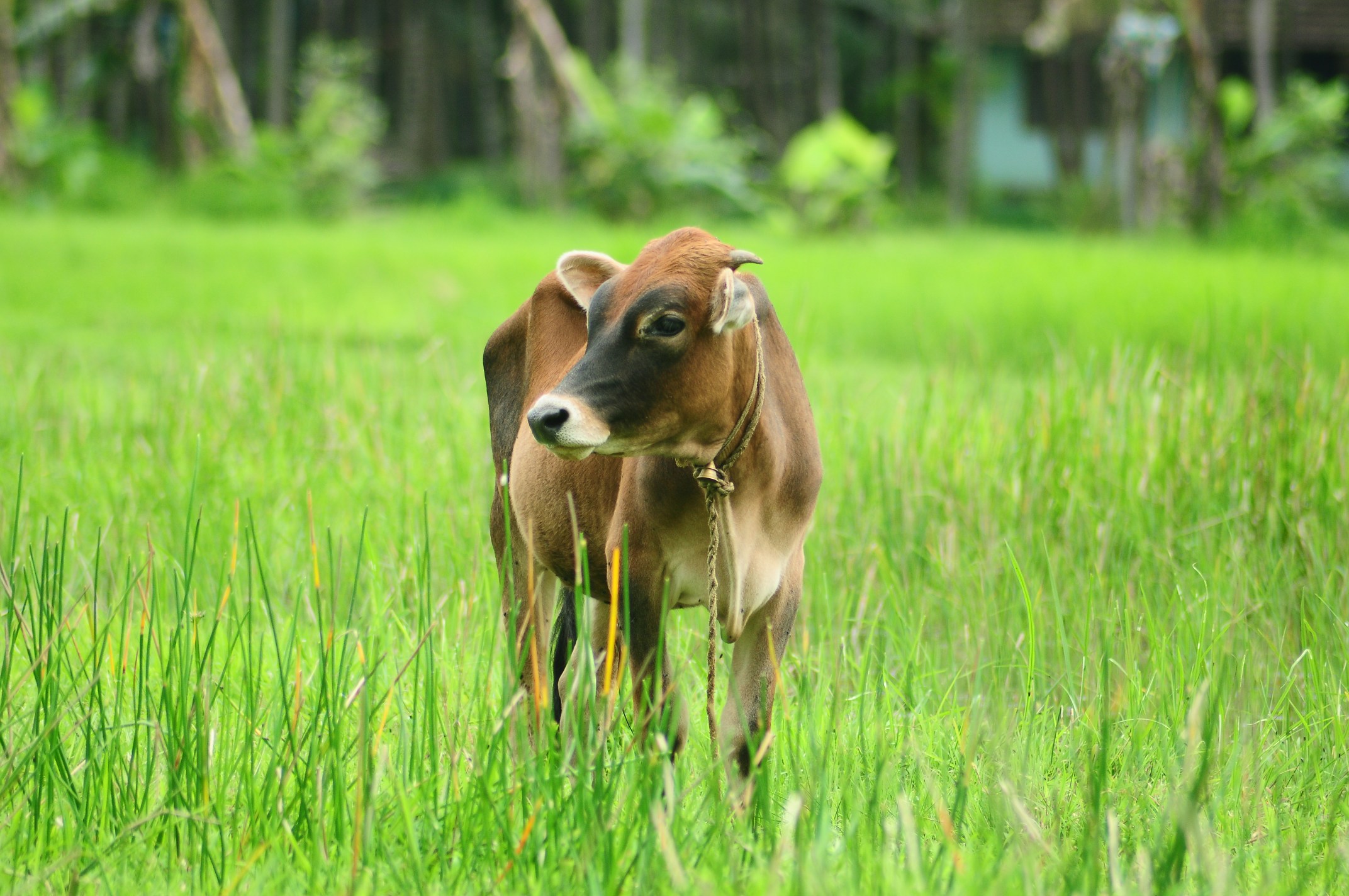 a cow that is standing in some tall grass