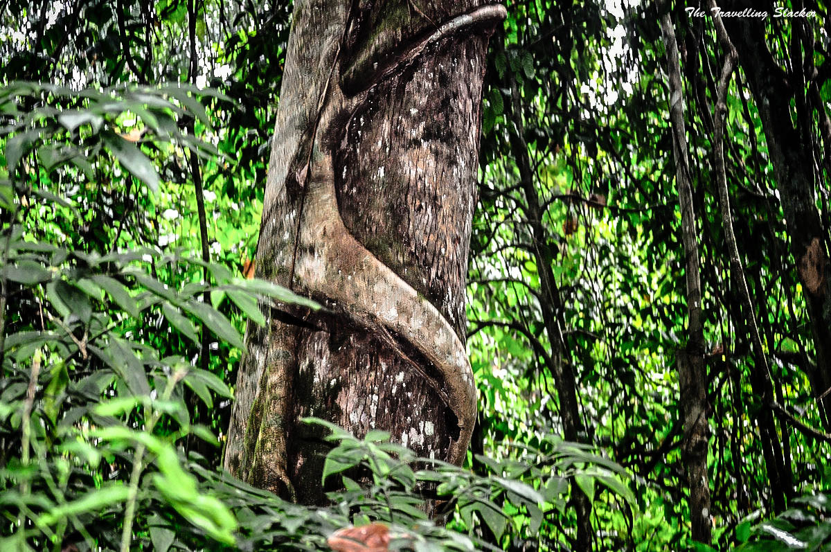 an outdoor po of a vine crawling up the side of a tree