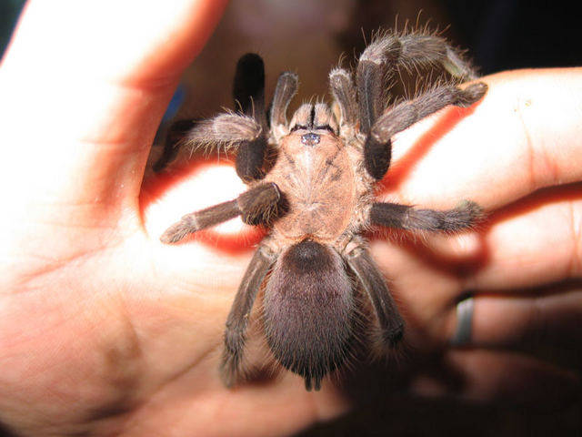 a large brown spider is being held up by someone's hand