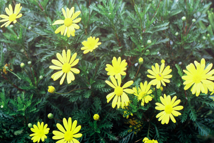 a bush with small yellow flowers surrounded by greenery