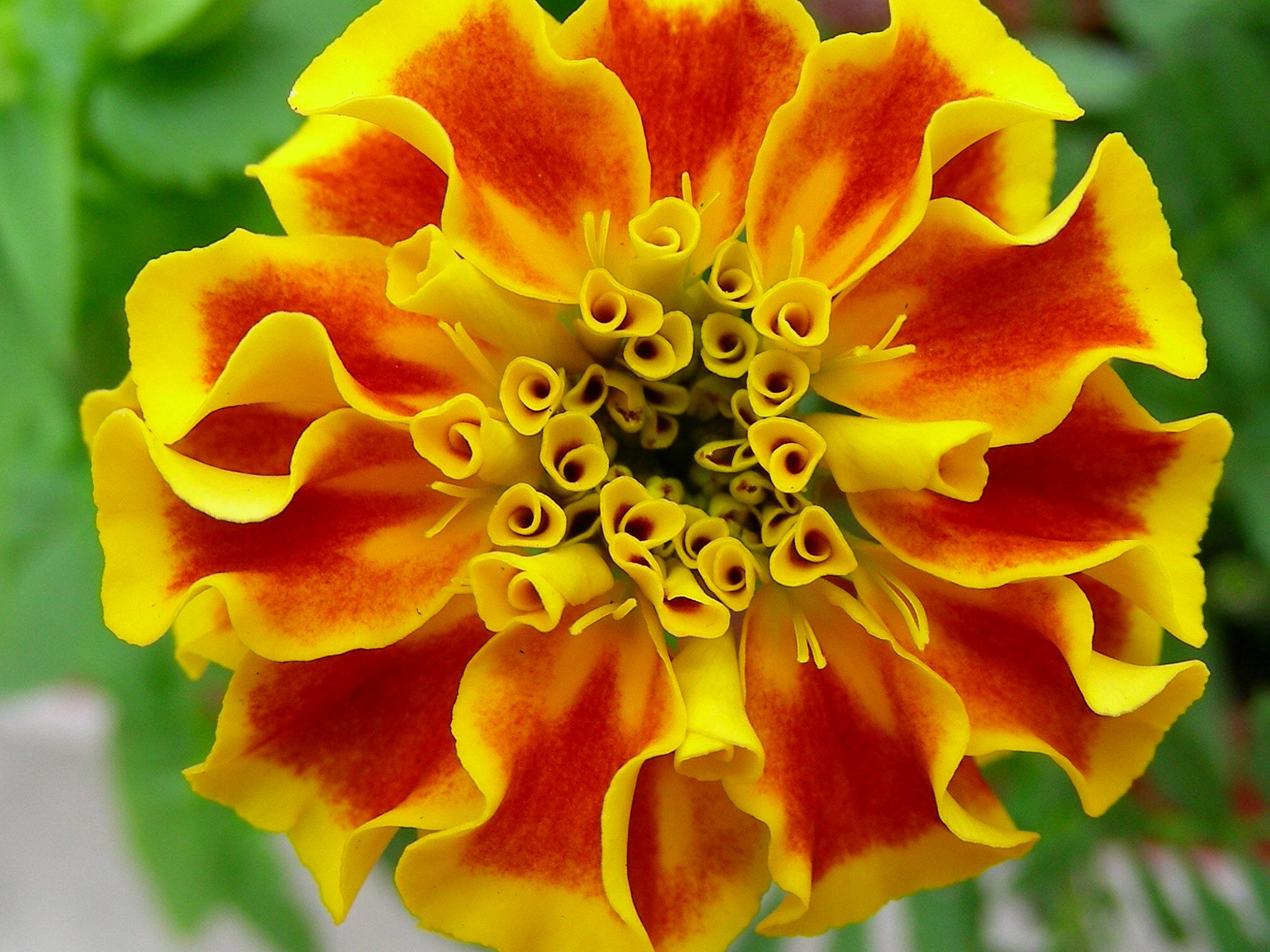 this is a yellow and red flower with lots of other flowers