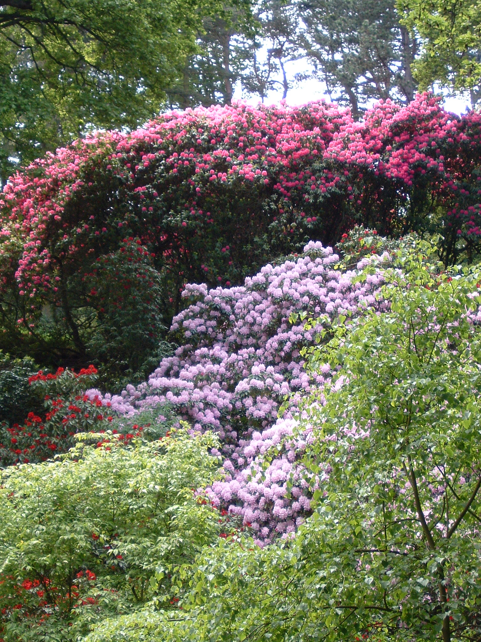 some trees are covered in flowers and bushes
