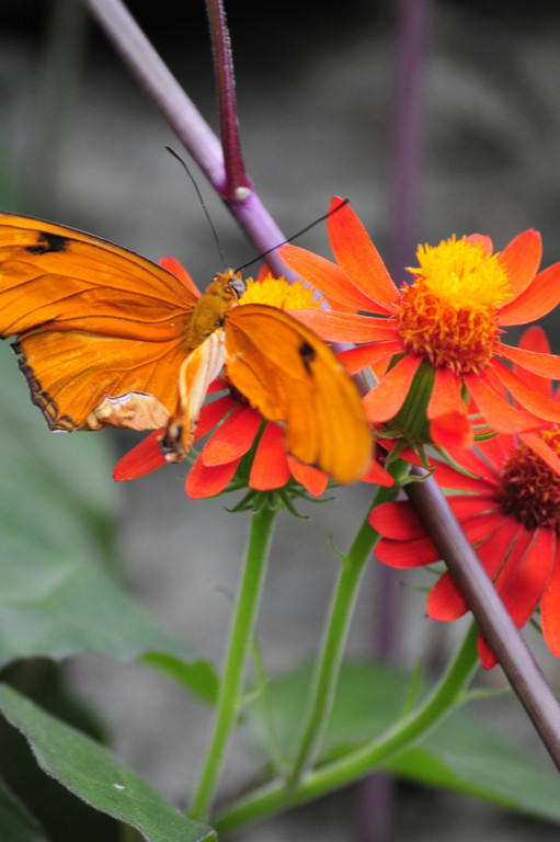 a erfly on an orange flower with large petals