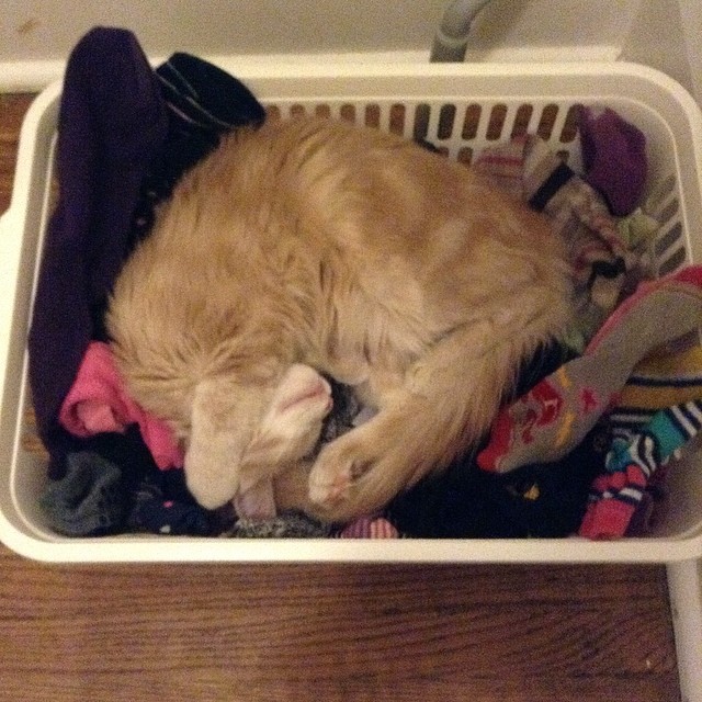 a cat sleeping in a basket on top of clothes