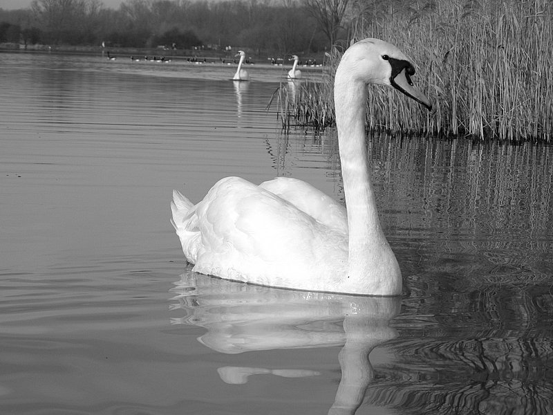 a swan floats on its back in a lake