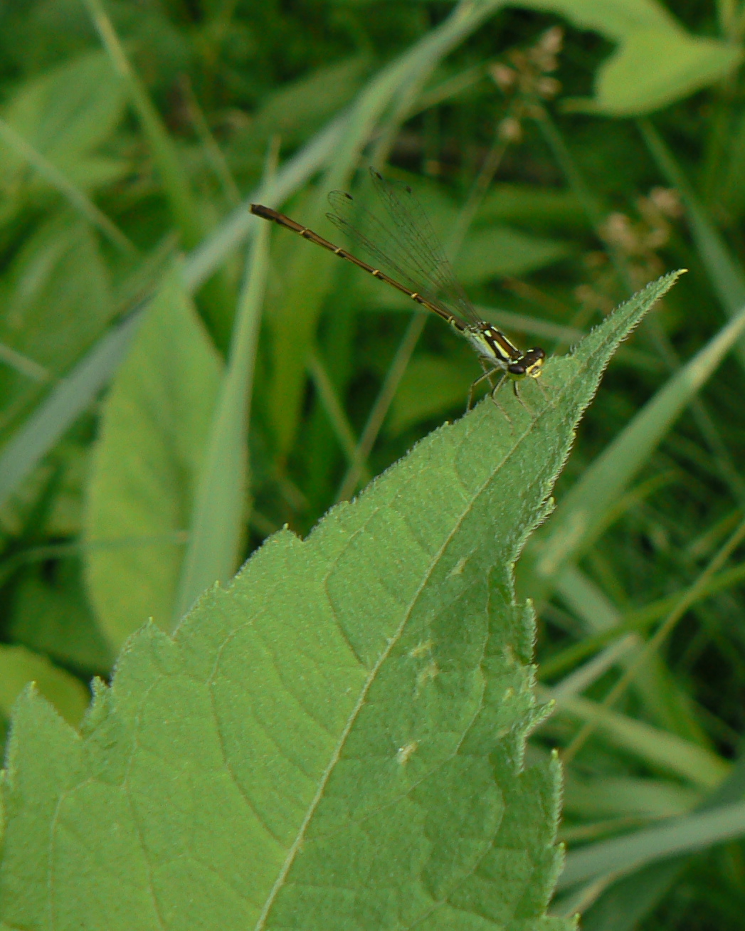 a small insect sitting on top of a green leaf