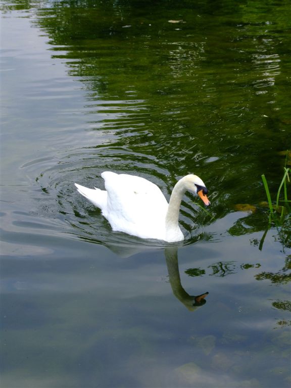 a white swan swimming in the water by itself