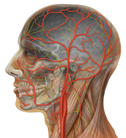 a diagram of a in and an area of the head