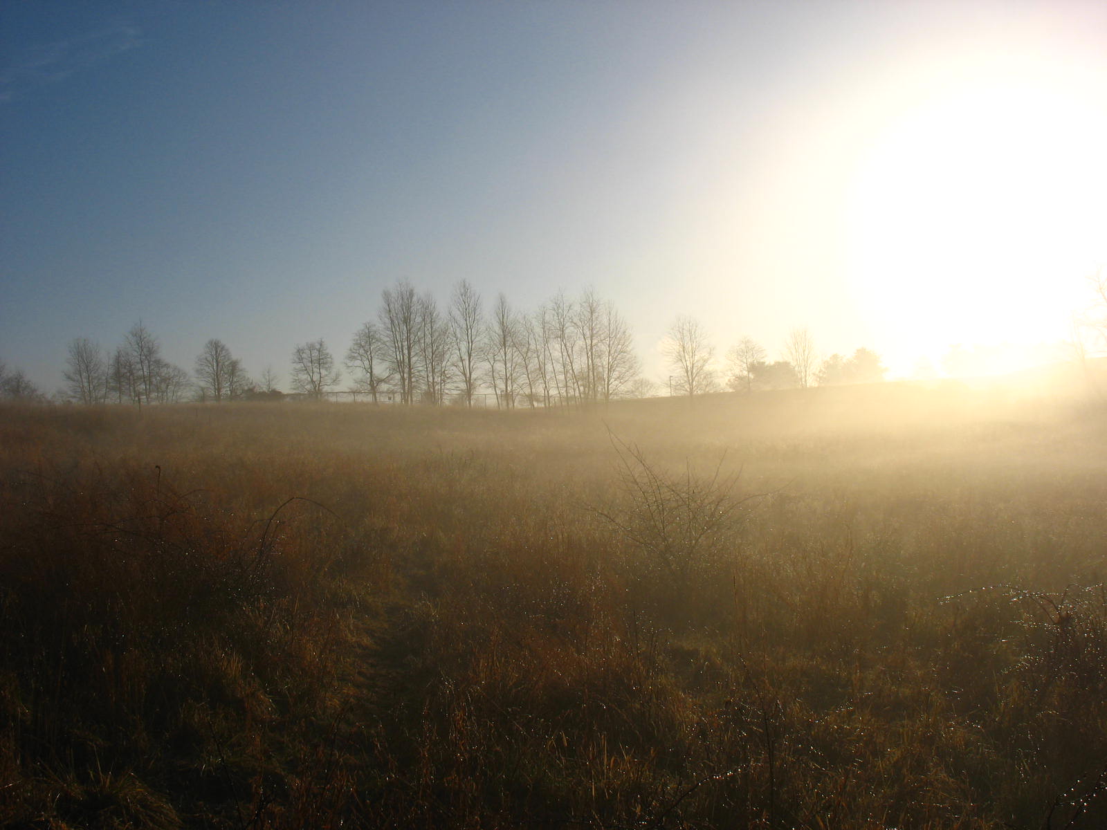 sunrise in a foggy field with trees