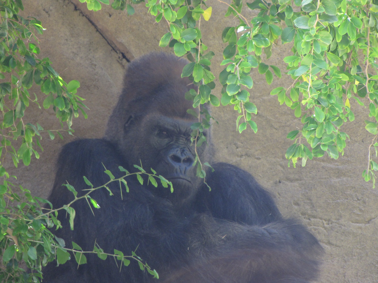 a gorilla standing up looking over his shoulder with greenery in it