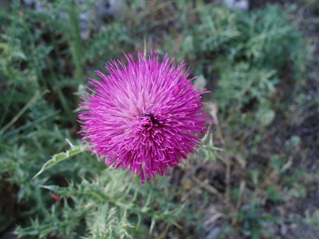 a purple flower in some green and grey grass