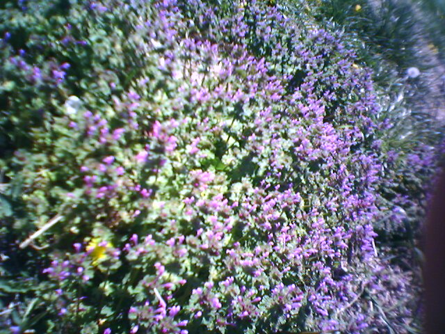 closeup of a bunch of lavender flowers growing on a wall