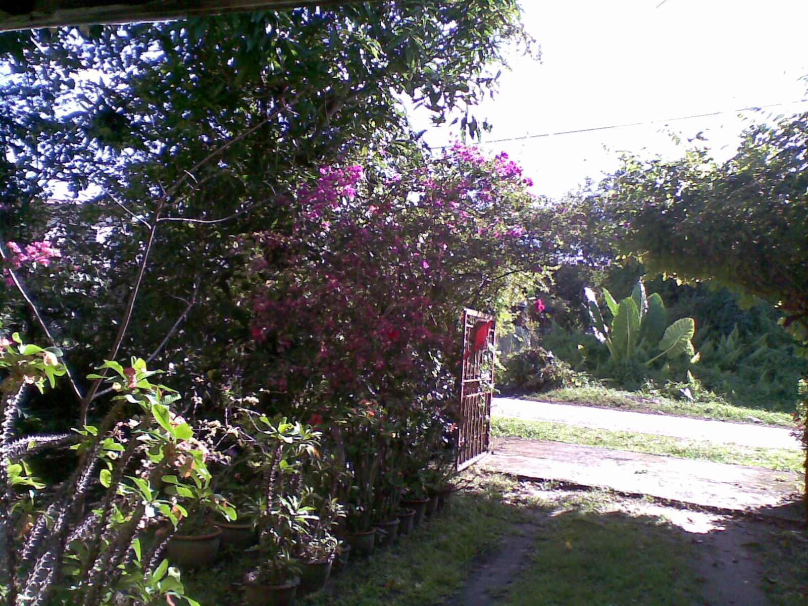 an open door way and some vegetation near it