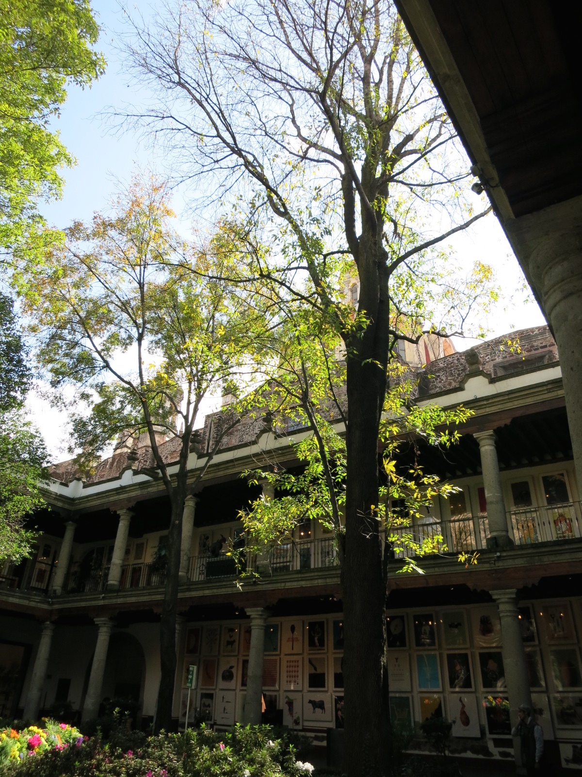 a large tree stands in front of a house with pillars and balconies