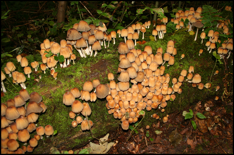 a group of mushrooms growing on the side of a hill