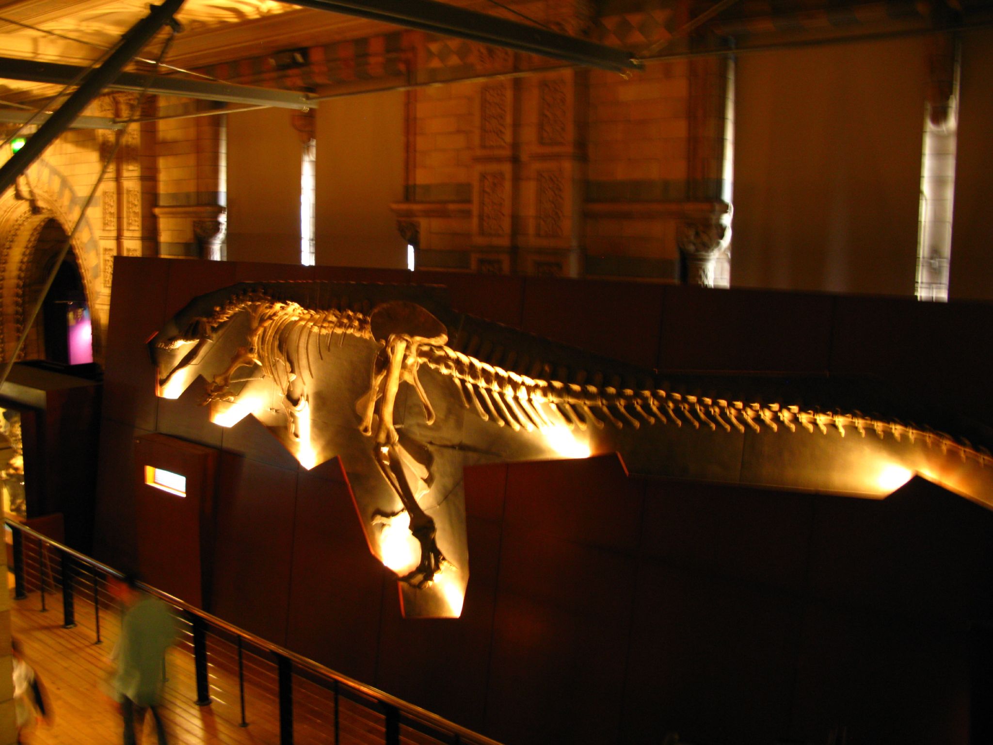 a museum display with lit up animal skeletons