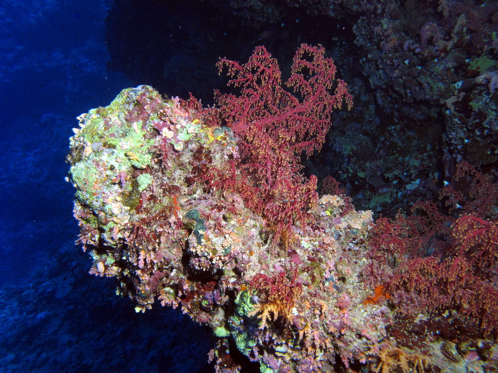 this colorful coral is growing near a rocky cliff