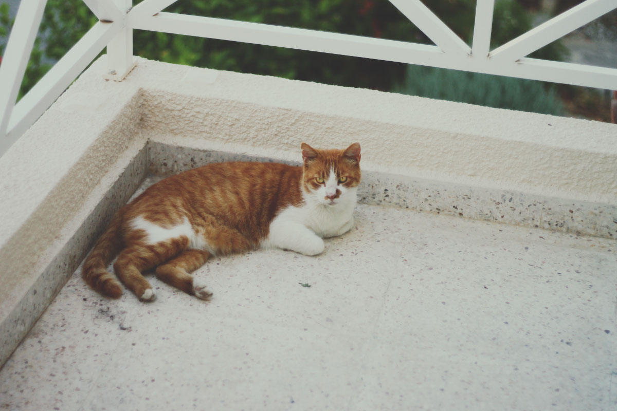 cat relaxing on the cement under the white fence