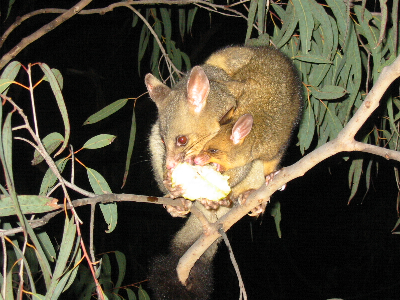 a brown animal eating food from a tree