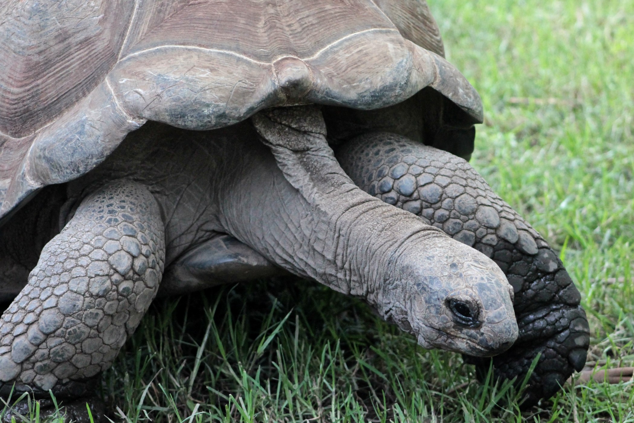 a large turtle is going to take a stroll