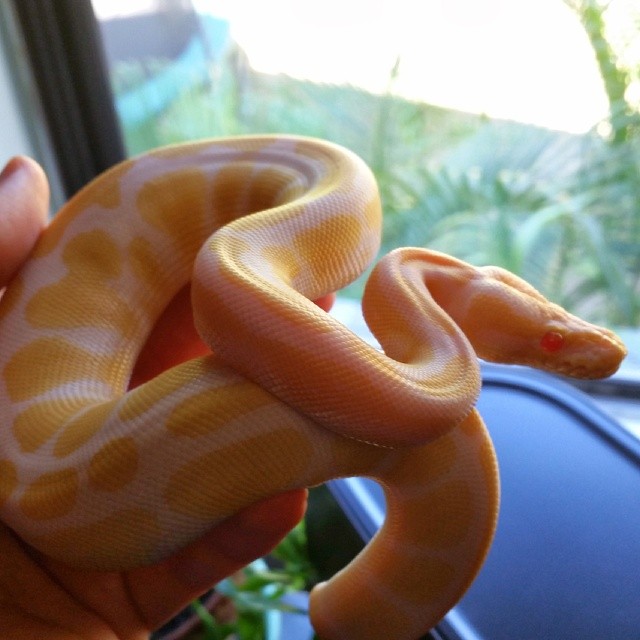 the orange snake has its tongue extended