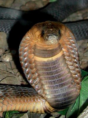 a brown snake curled up with its mouth wide open on some stones