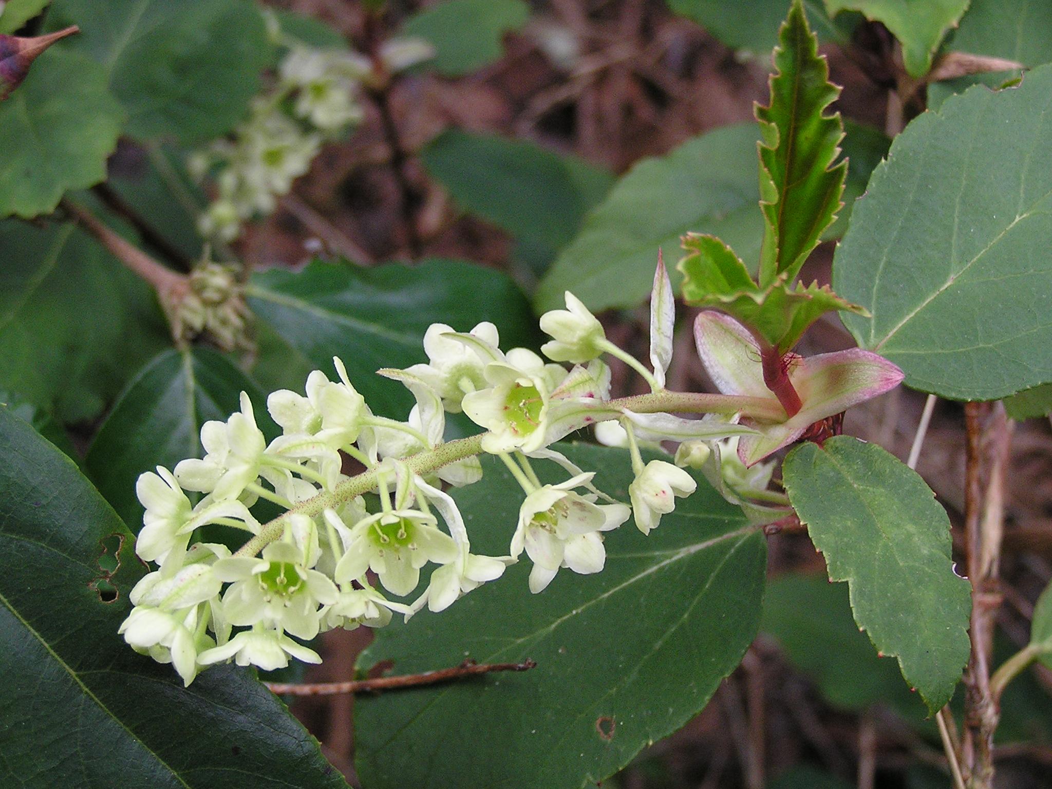 a plant with small flowers growing from it