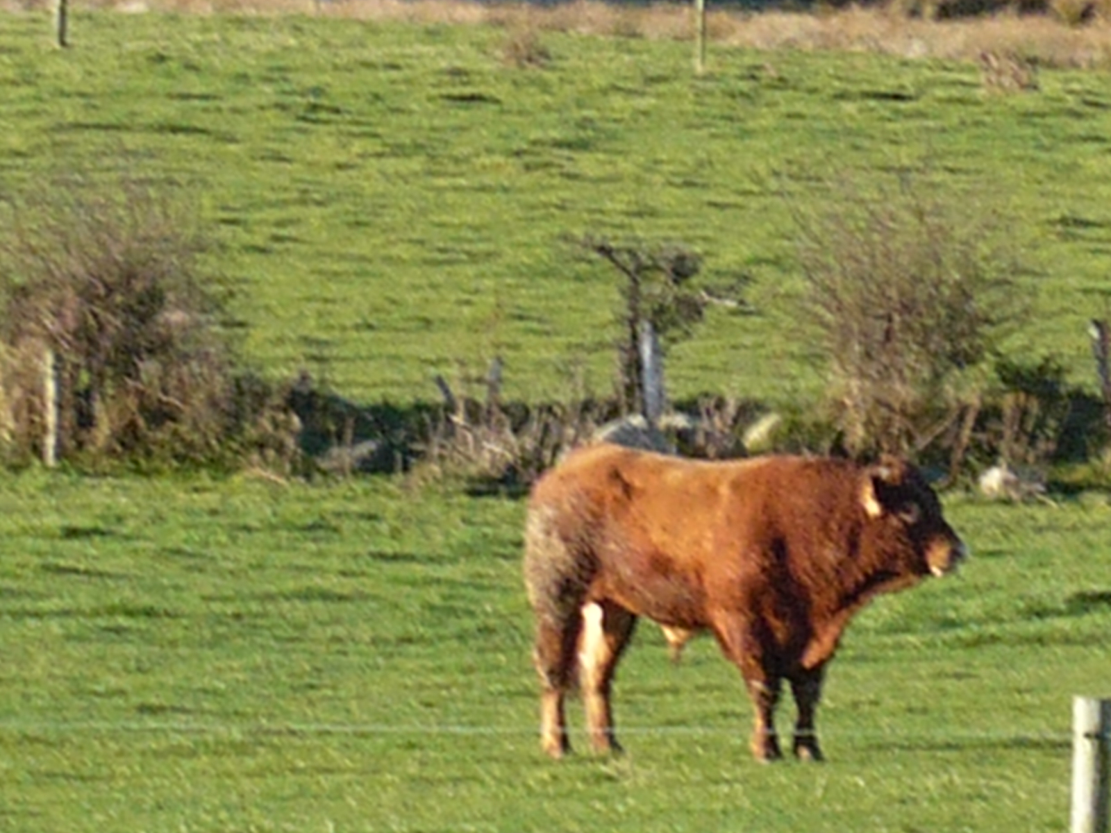 a cow is standing alone in a field