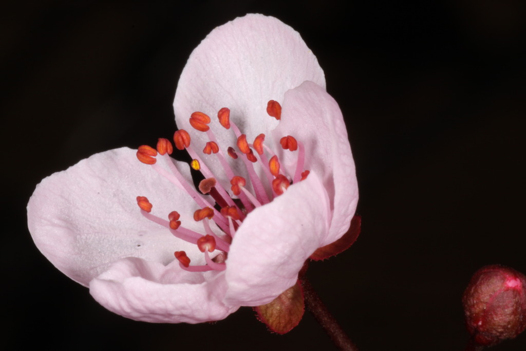 an image of a flowering cherry tree blossom