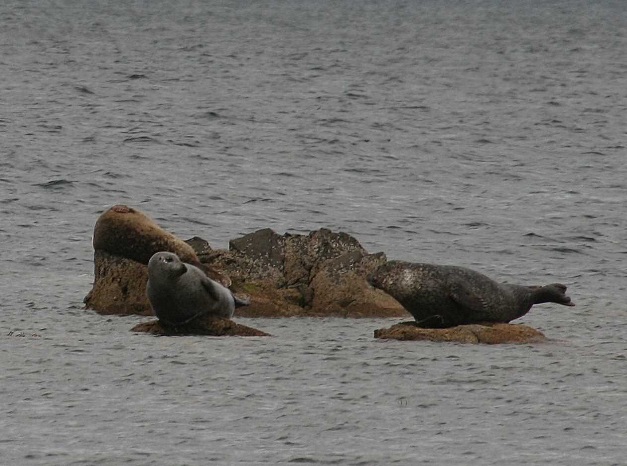 two sea lions are lying on rocks in the water