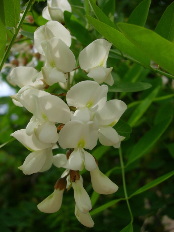 white flowers are growing on the nches of trees