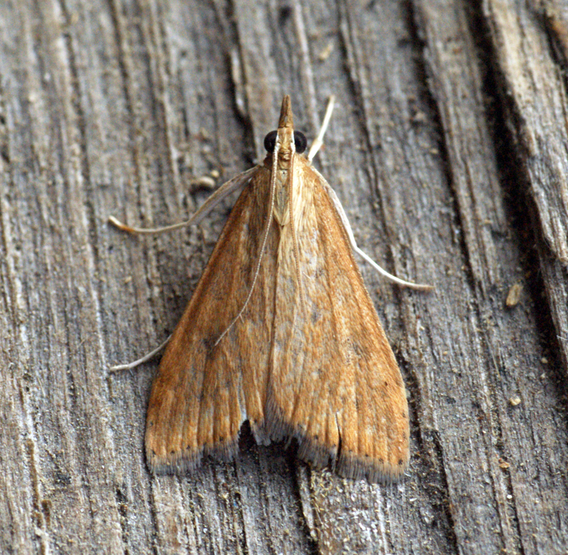 a moth sitting on top of a wooden table
