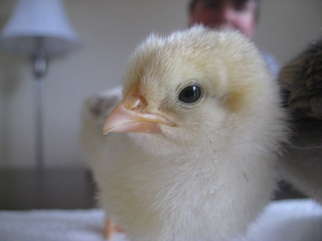 a close up of a white chicken on a bed