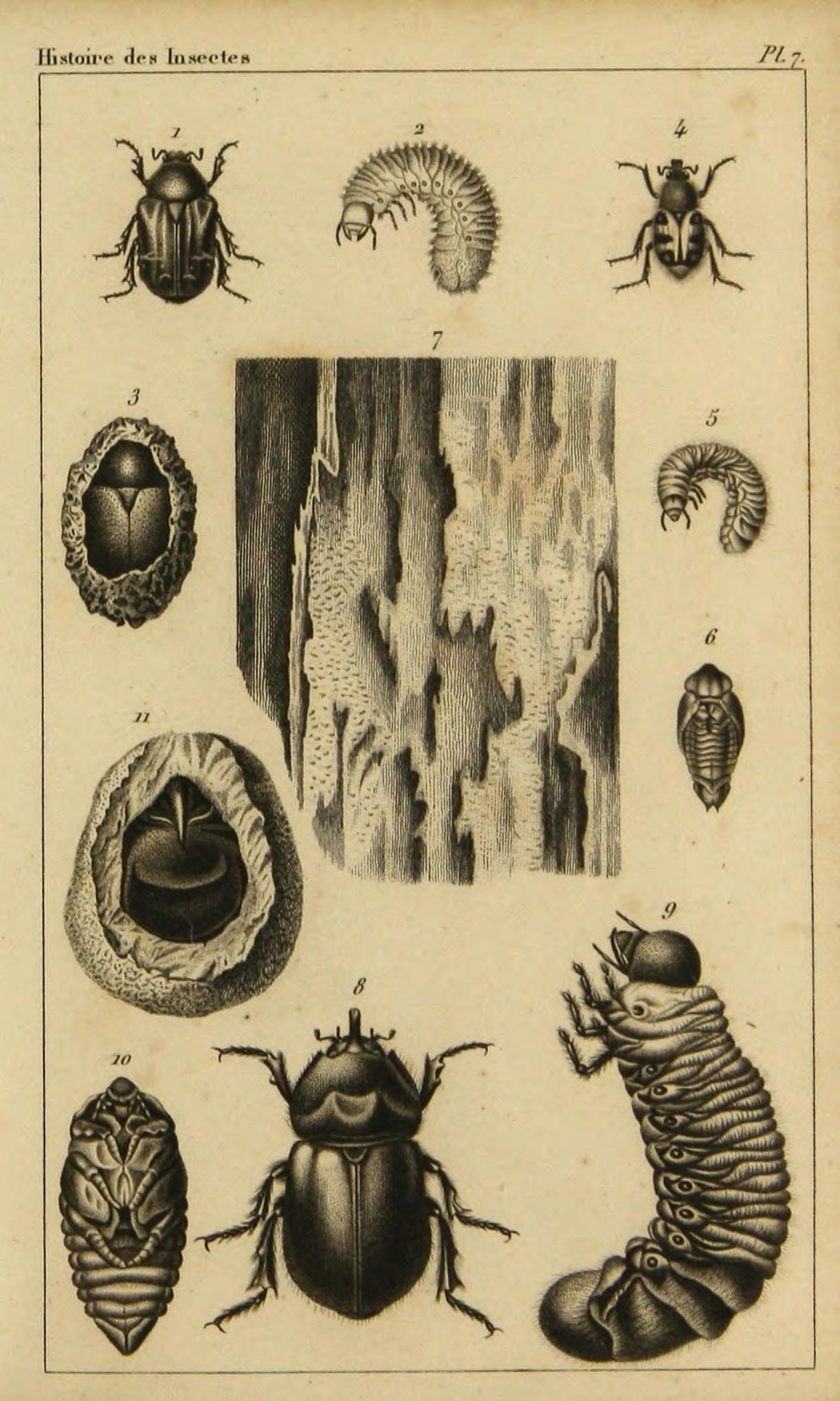 a page of various insects on a book