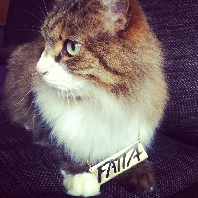 a close up of a cat sitting on a chair with a tag
