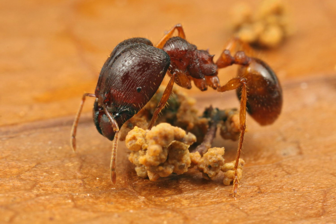 a close up of two small bugs on top of soing