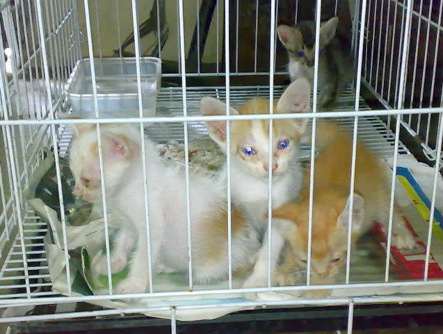 a group of kittens in a cage together