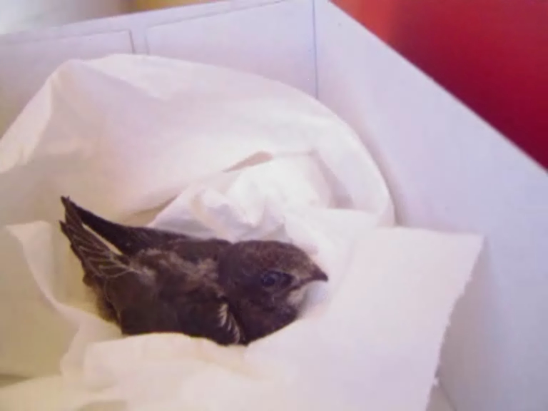 a small bird that is laying in a bag