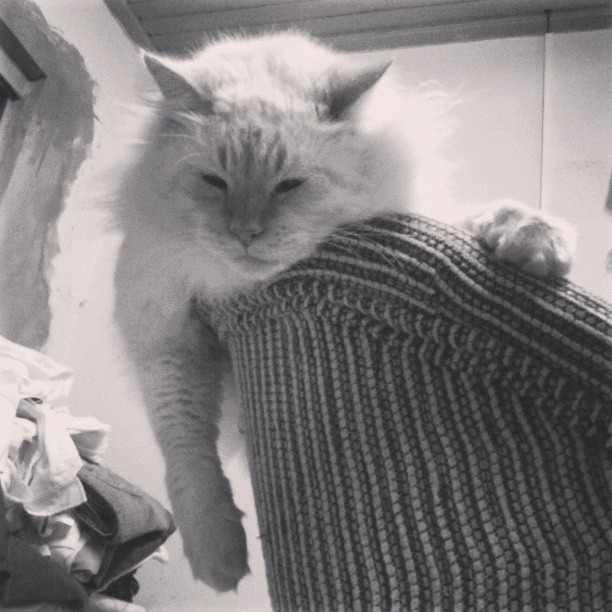 a cat lying on top of a sweater in a room