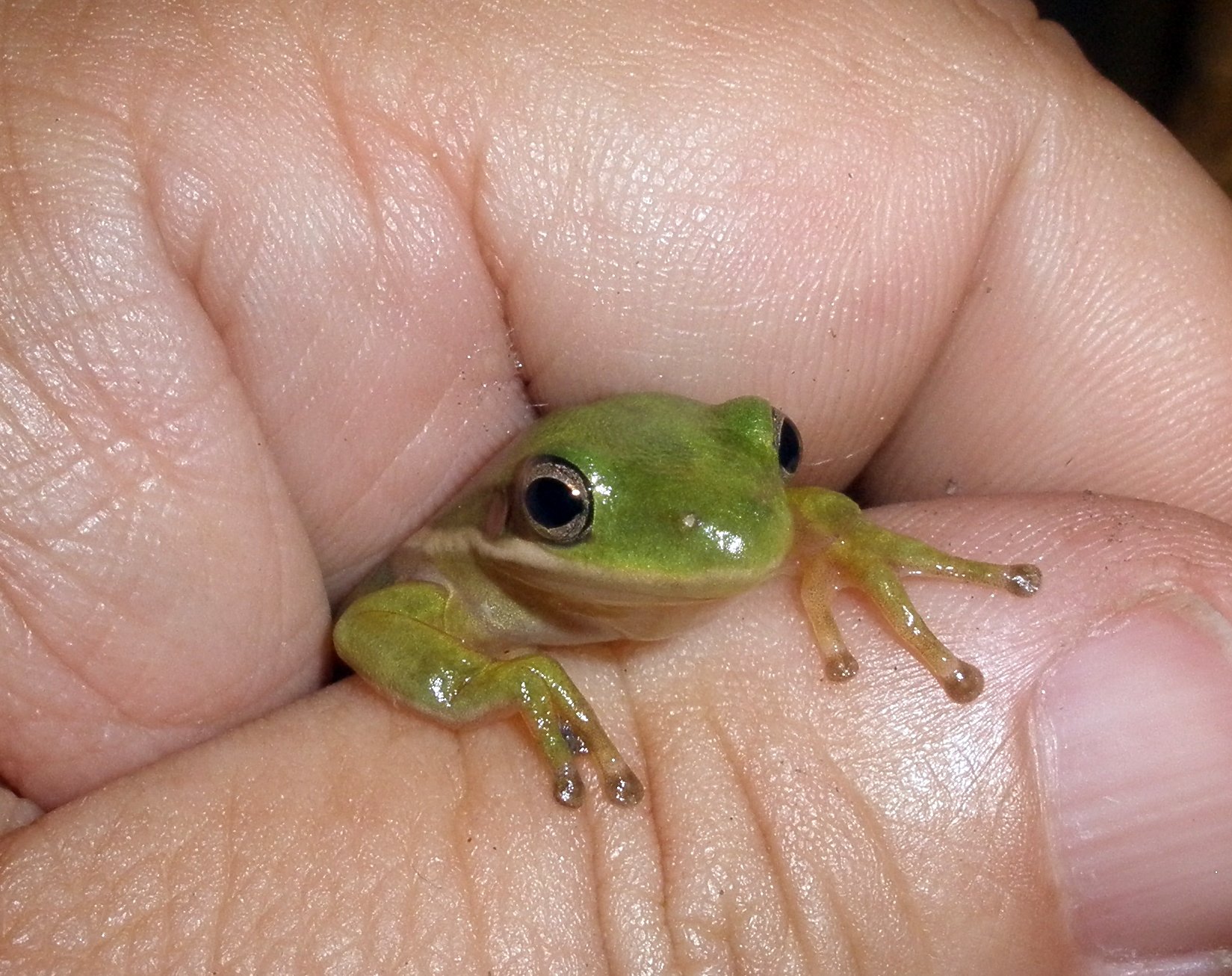 a small frog sitting on top of someone's finger